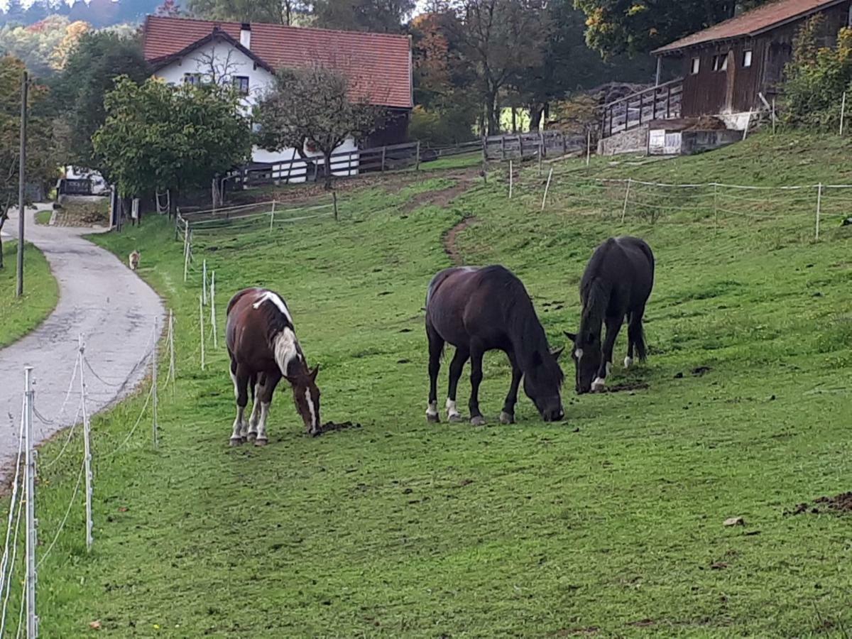 Ferienapartment 38 Sonnenwald Oberlangfurth 外观 照片